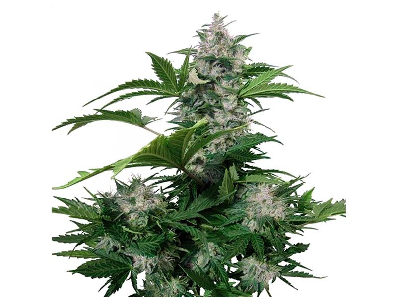 White Dwarf auto fem (Buddha Seeds)