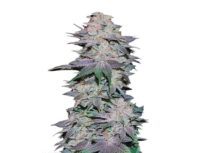 Blackberry Auto fem